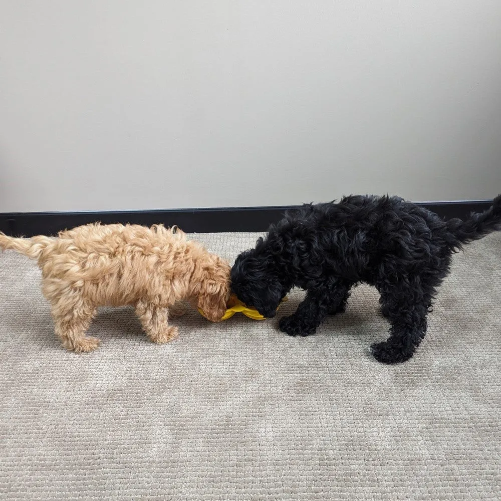 All For Paws Calming Pals Peanut Shake