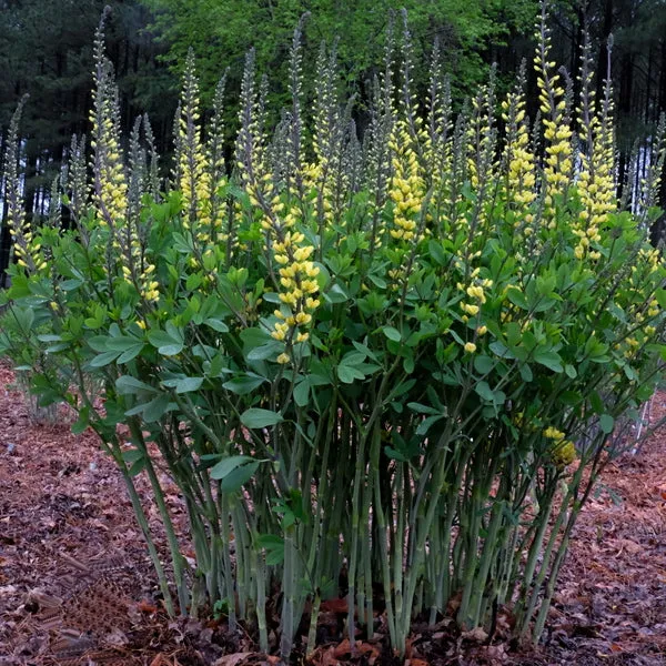 Baptisia Yellow Towers
