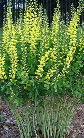 Baptisia Yellow Towers