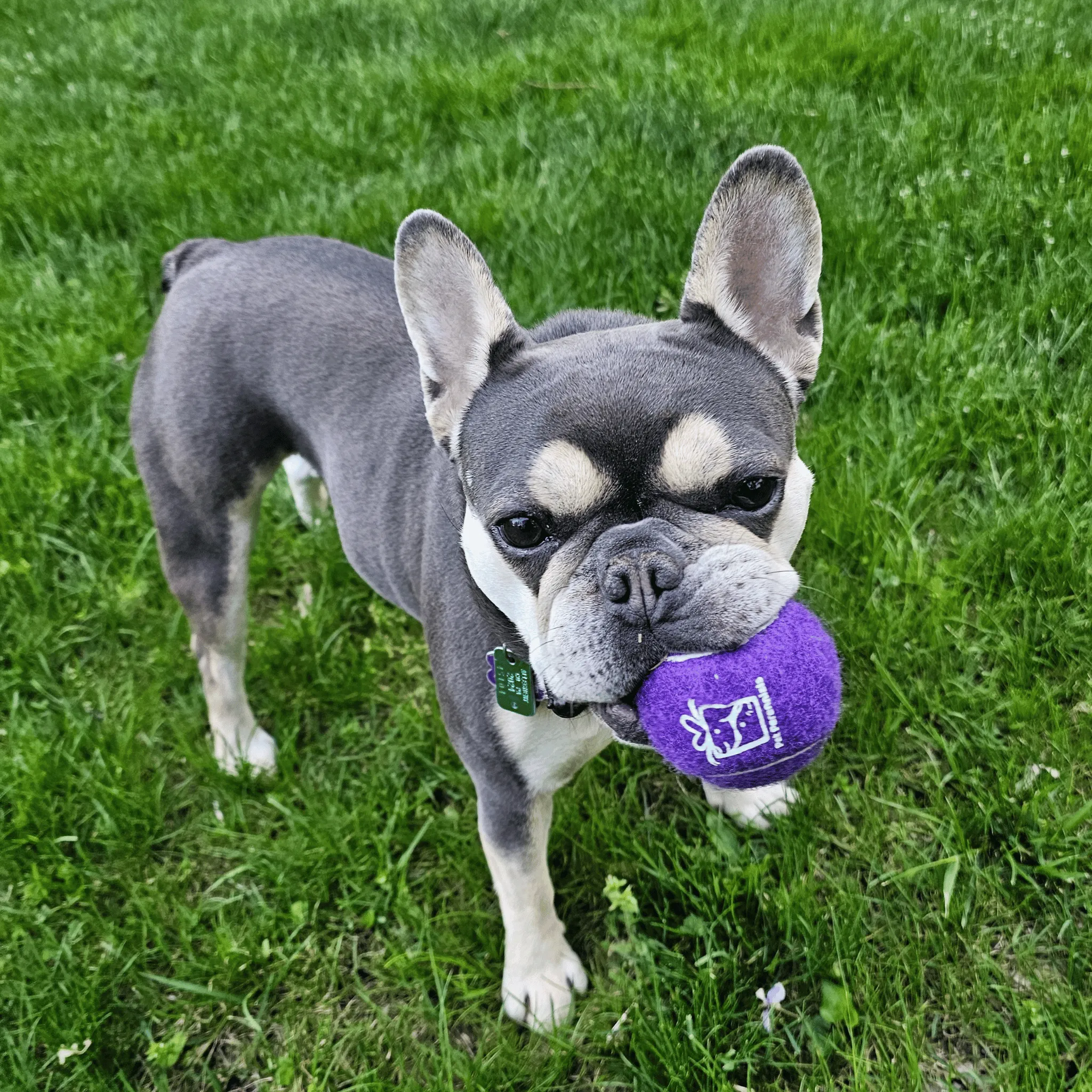 Custom Logo Squeaky Tennis Balls
