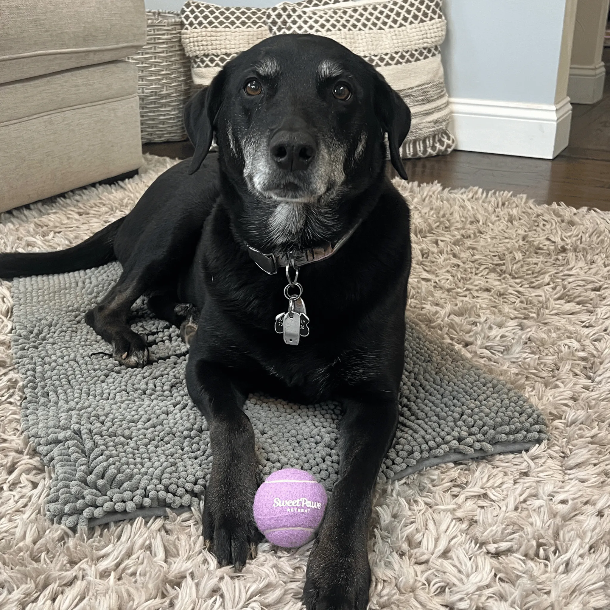 Custom Logo Squeaky Tennis Balls