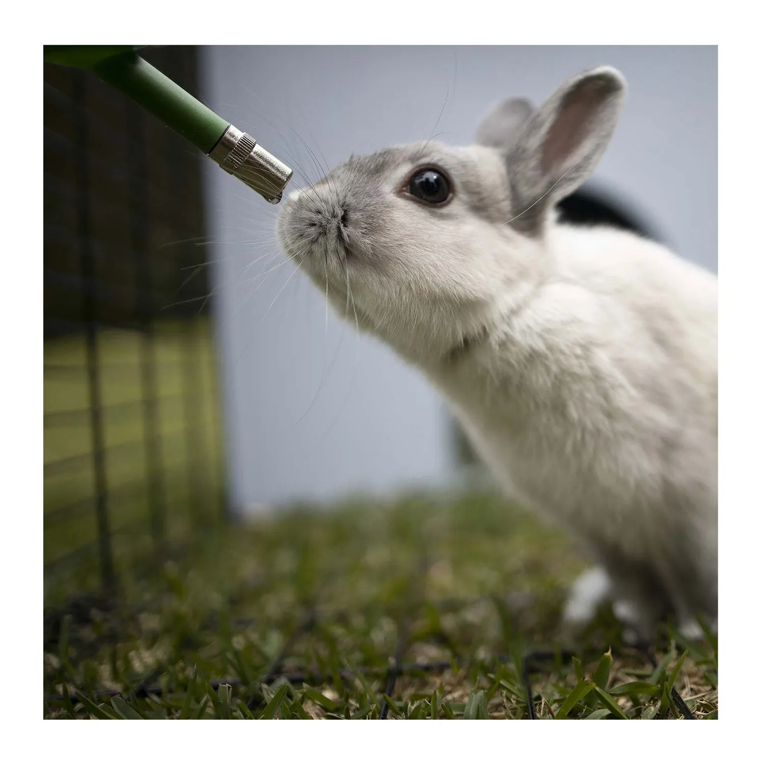 Kazoo Dwarf Rabbit Drinking Bottle 500ml