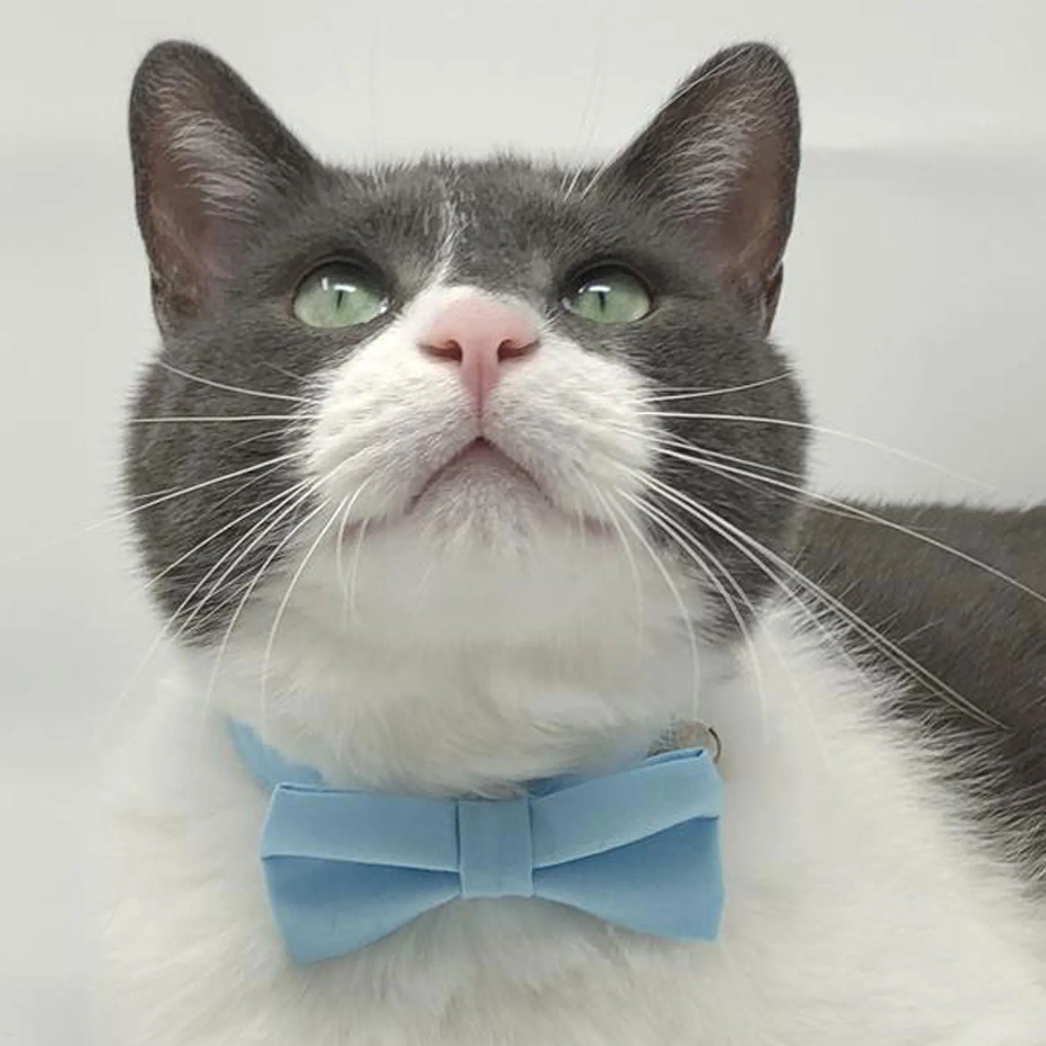 Kitten Collar -  Baby Blue