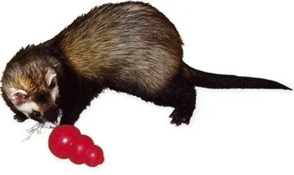 KONG SMALL ANIMAL