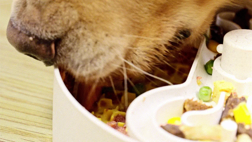 Puzzle Licker Maze Slow Feeder - Triple Texture Dog Bowl for Fun & Healthy Eating (Yellow)
