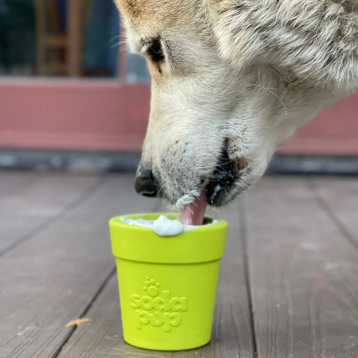 Sodapup Flower Pot Durable Treat Dispenser